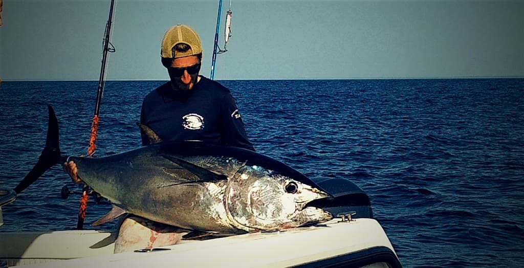 Thon jaune (Yellowfin)