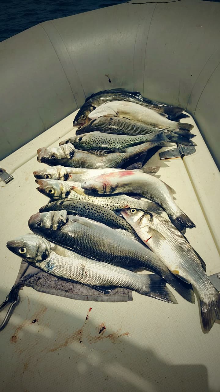 Pêche du jour, vivier plein